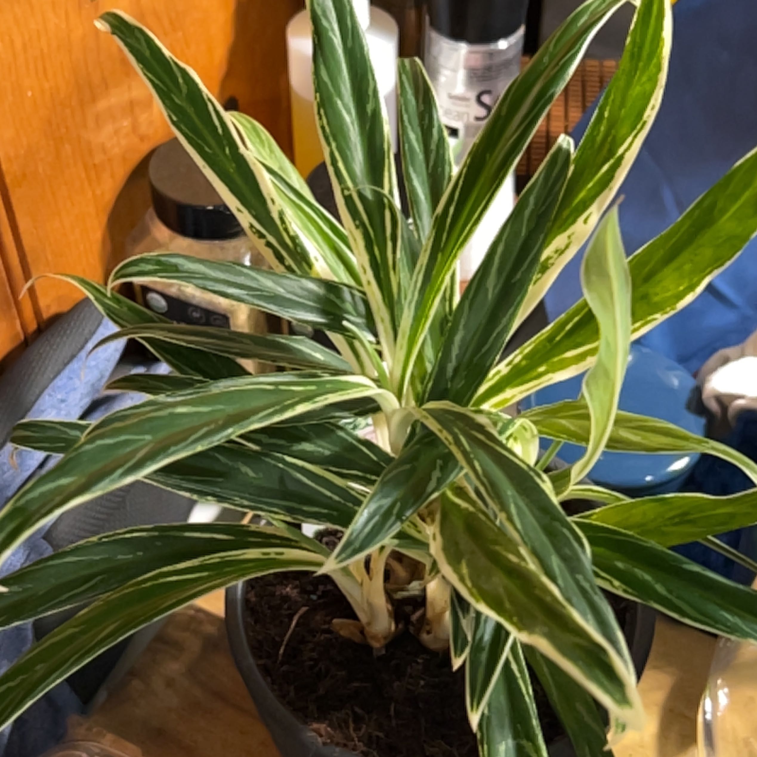 Photo of the plant species Chinese Evergreen 'Silver Queen' by @HunkyMungbeans named Foxxy on Greg, the plant care app