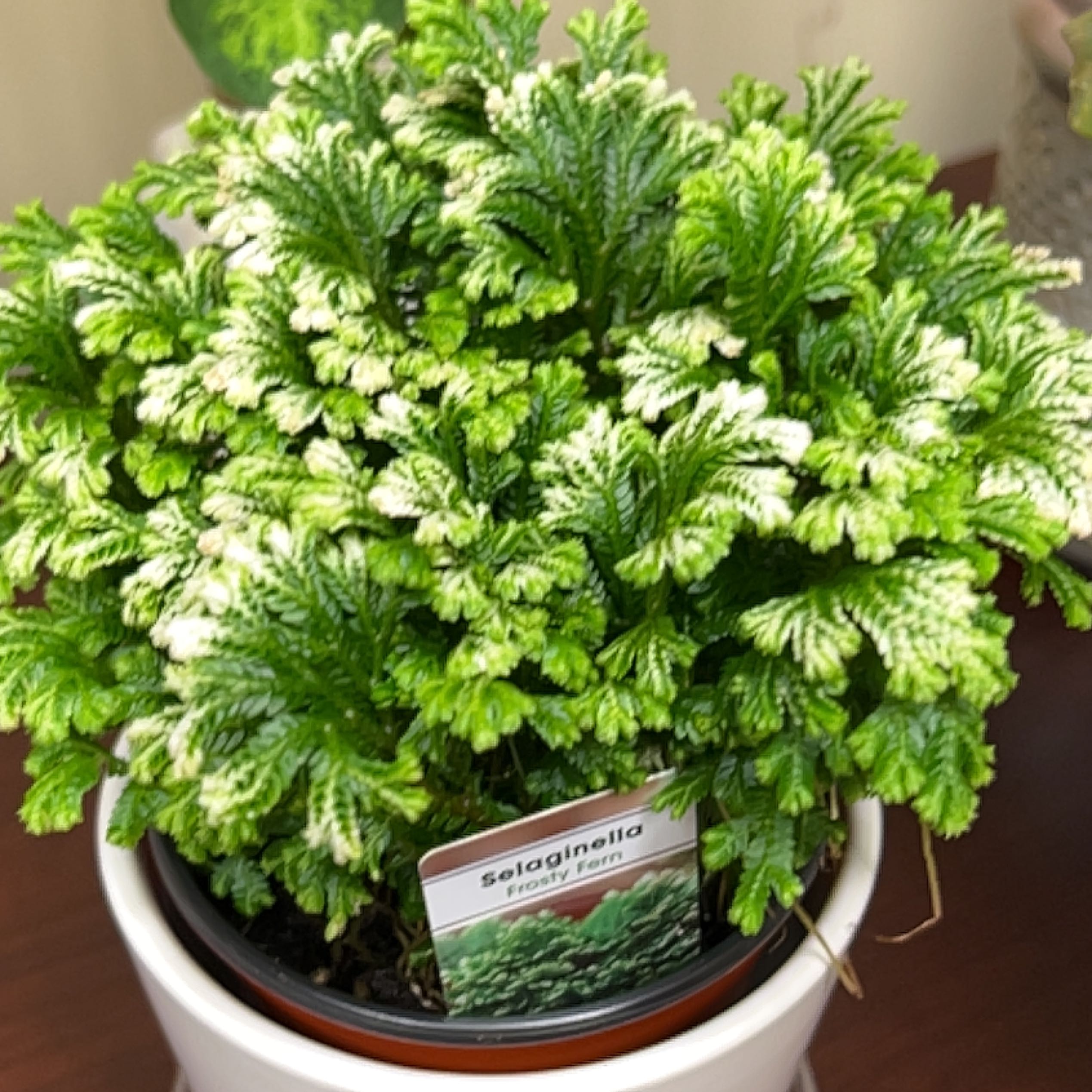 Photo of the plant species Club Moss by @HunkyMungbeans named Robert Plant on Greg, the plant care app