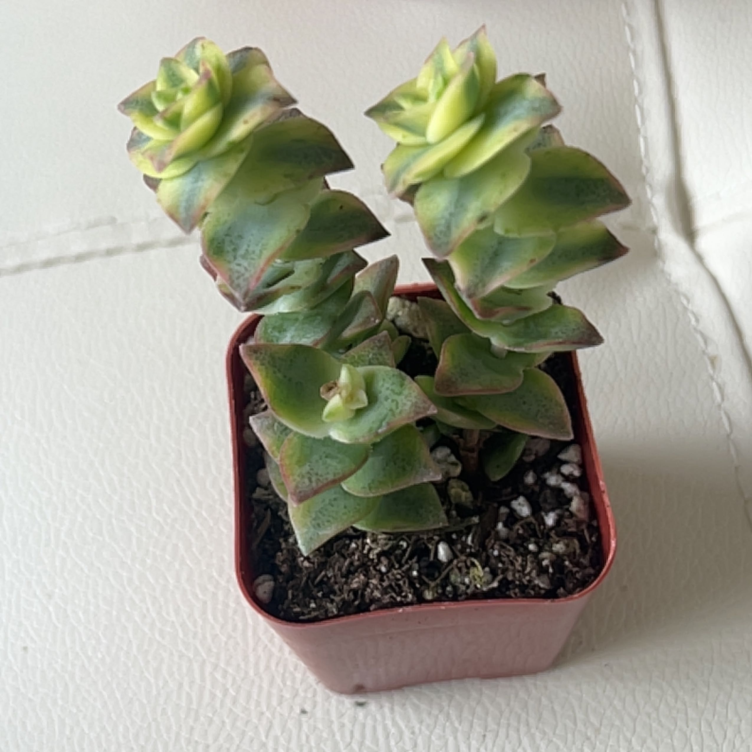 Tiny boi