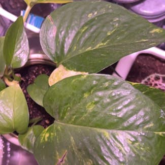Golden Pothos plant in Red Bluff, California