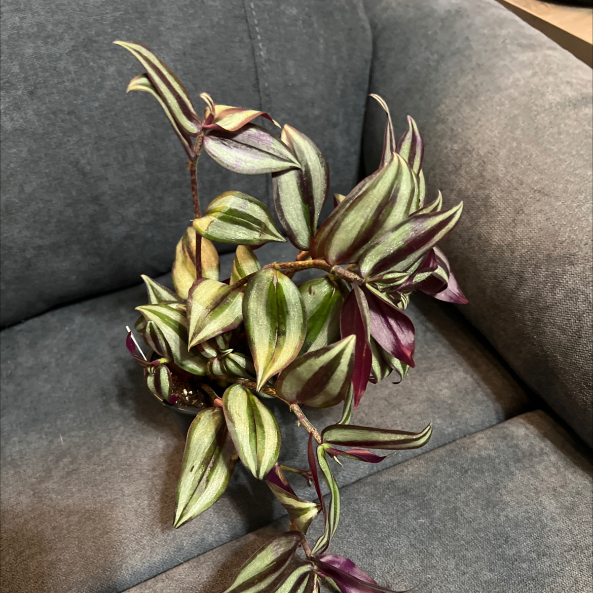Photo of the plant species Tradescantia zebrina 'Purple Passion' by @Bru named Hamilton on Greg, the plant care app
