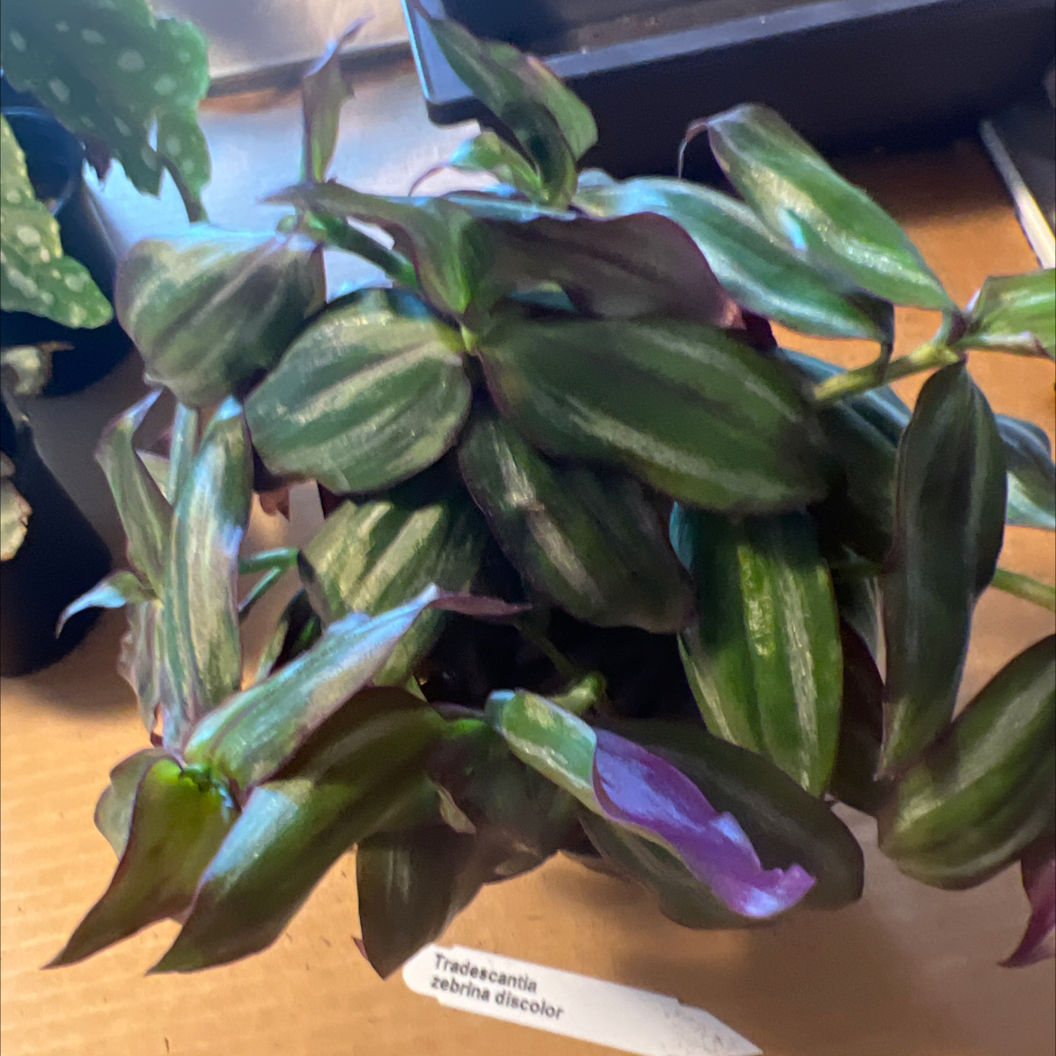 Photo of the plant species Pendula Begonia by @Bru named Demi on Greg, the plant care app