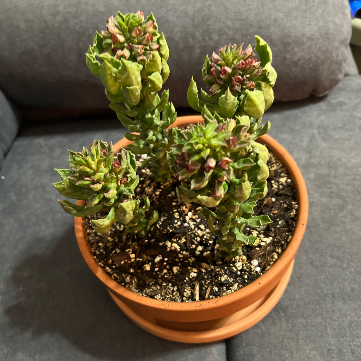 Photo of the plant species sausage spurge by @Bru named James Dean on Greg, the plant care app