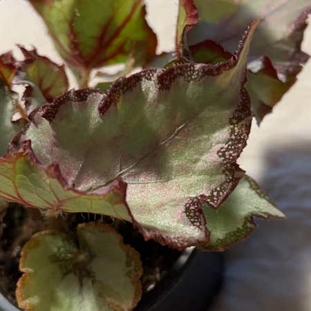 Photo of the plant species Begonia Challenger by @Bru named Morgan Treeman on Greg, the plant care app