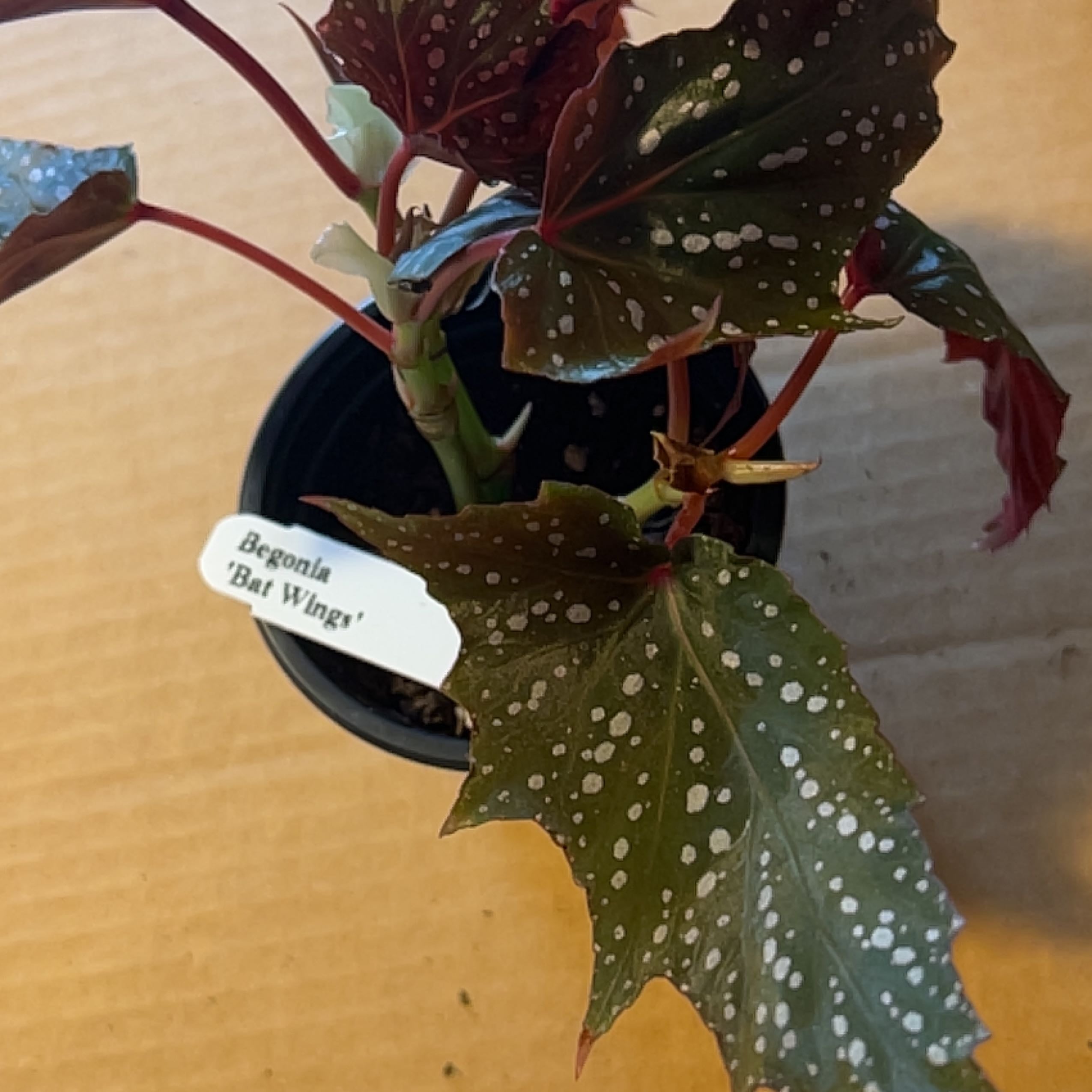 Plant care for Begonia amphioxus on Greg, the plant care app