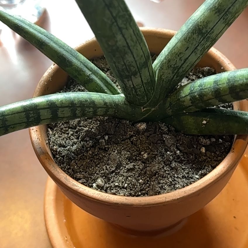 Variegated Starfish Snakeplant in a terracotta pot with visible soil.
