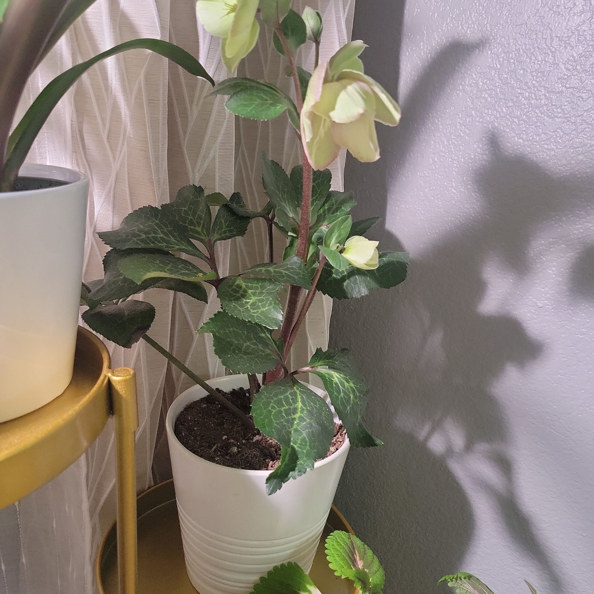 Potted Lenten Rose plant with green leaves and flowers, appears healthy.