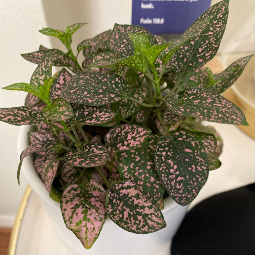 A healthy, vibrant Polka Dot Plant with pink-spotted dark green leaves in a white pot, well-framed image.