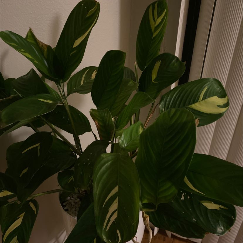 Golden Mosaic Plant with broad, dark green leaves featuring yellow variegation patterns.