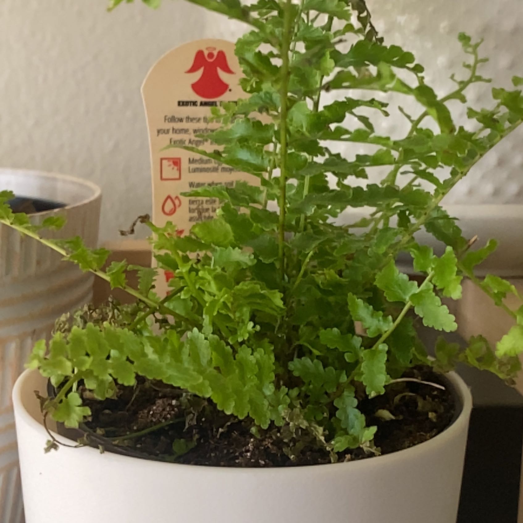 Healthy Boston Fern in a white pot with care instructions. Lush green feathery fronds fill out the pot. No signs of disease.