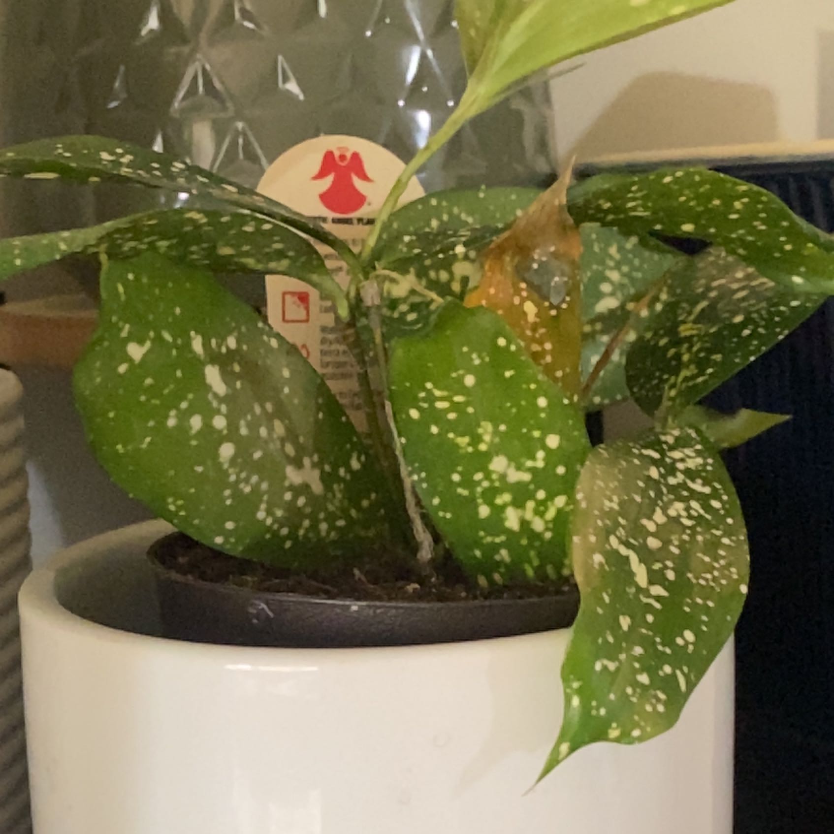 Vibrant, healthy Gold Dust Dracaena plant with glossy green leaves covered in golden yellow speckles, in a white pot.