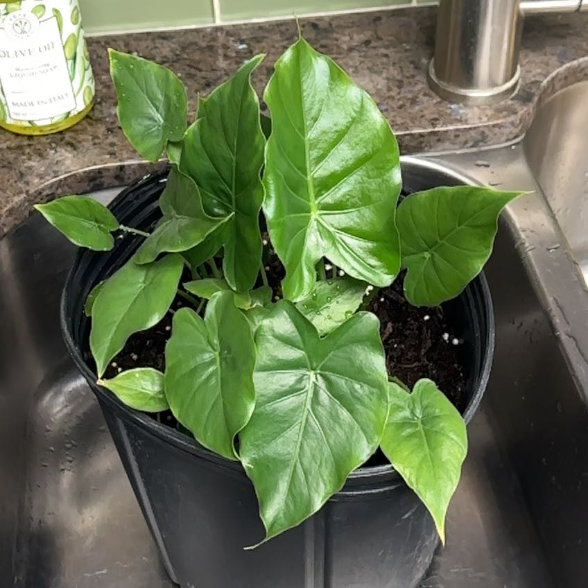 A healthy Chinese Taro plant with large, glossy green leaves growing in a black plastic pot on a stone countertop.