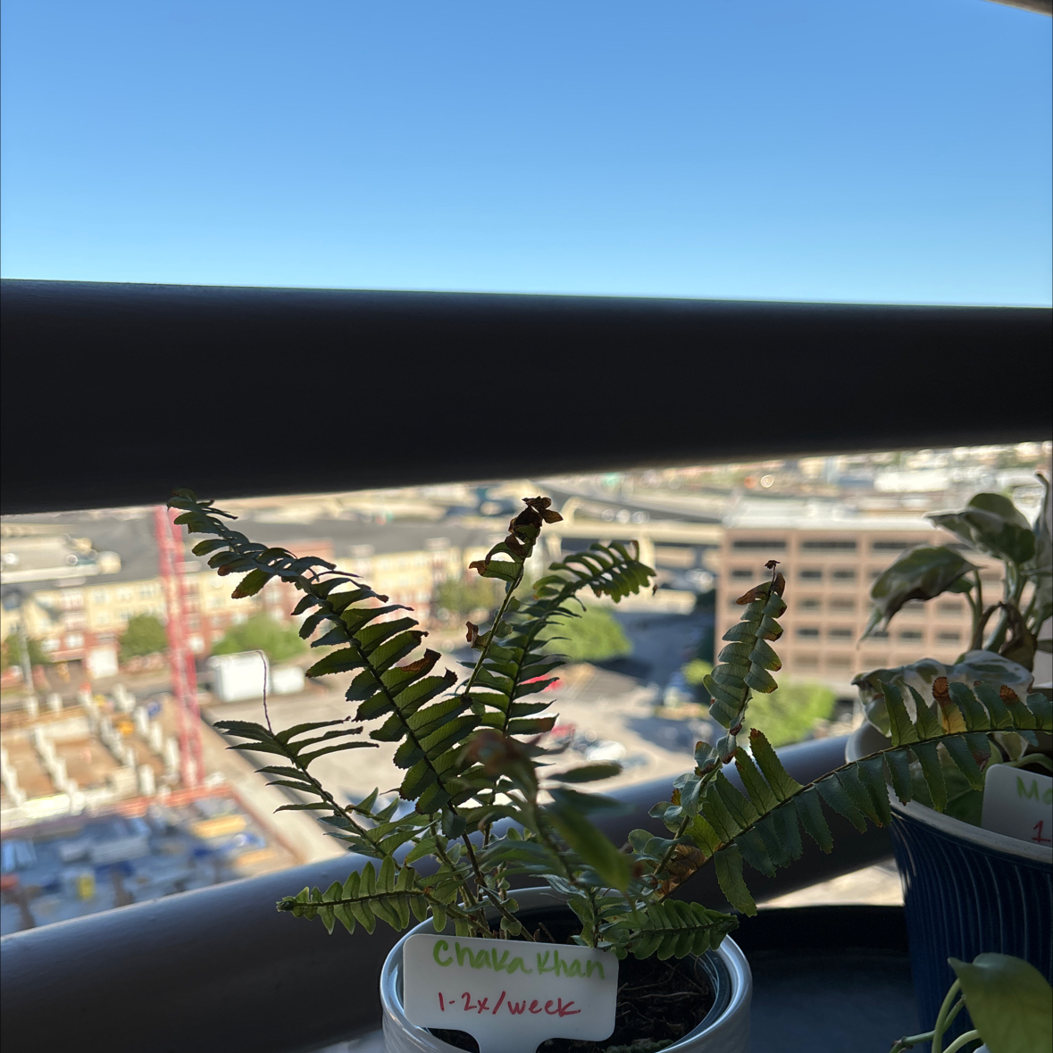 Healthy Boston Fern plant in a pot on an urban balcony overlooking a city skyline.