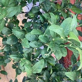 Photo of the plant species Anamu by @AceRye named Gobi on Greg, the plant care app