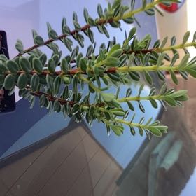 Photo of the plant species Veronica odora by @AceRye named Denali on Greg, the plant care app