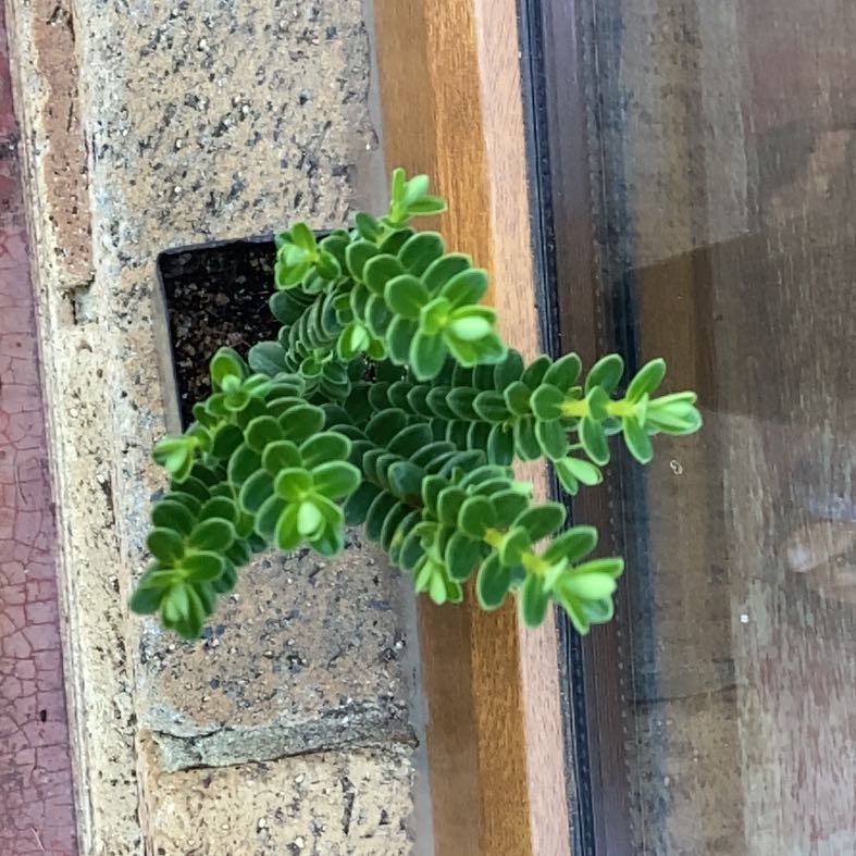 Photo of the plant species Sea Sandwort by @AceRye named Tree Diddy on Greg, the plant care app