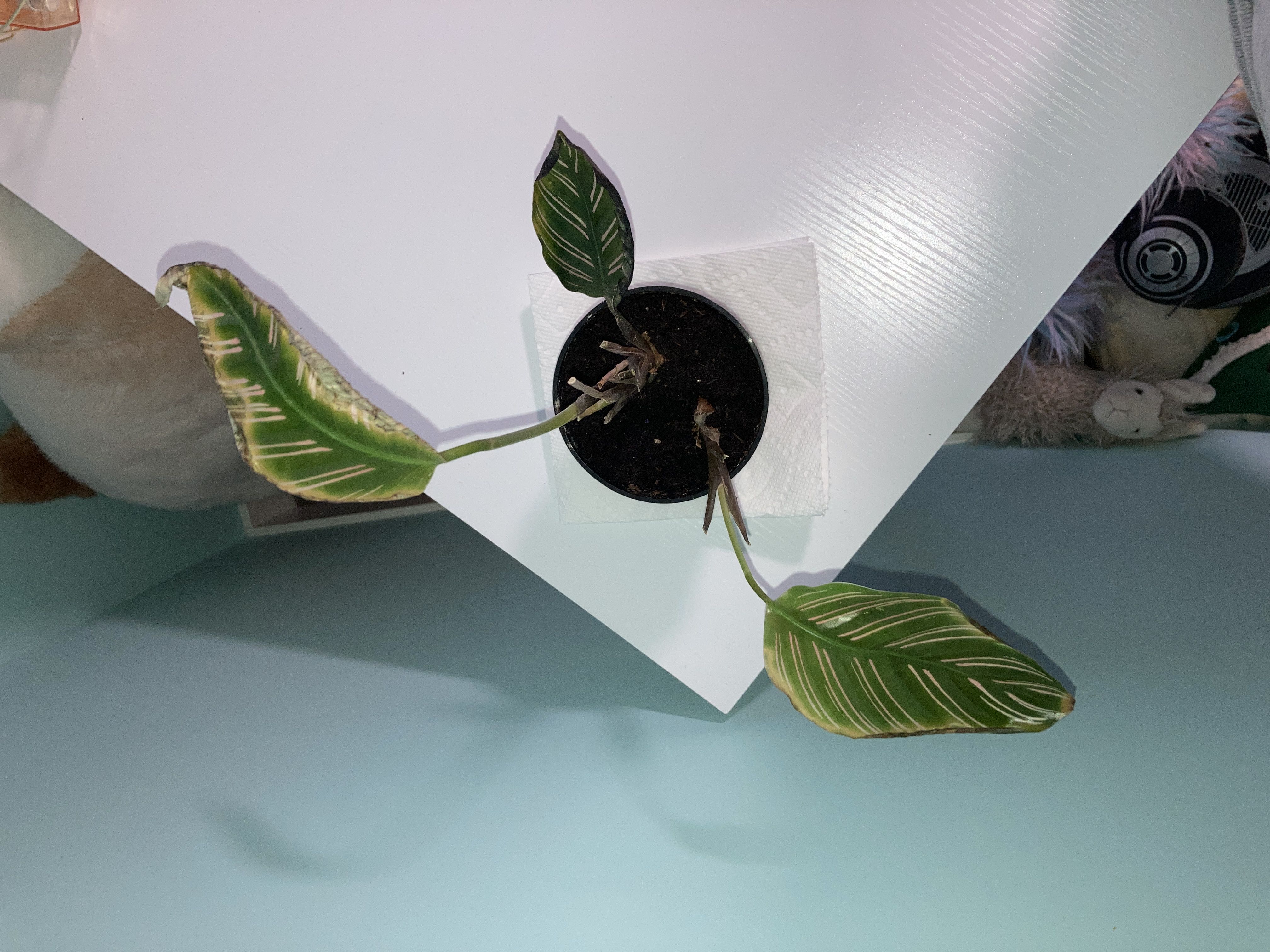 Photo from the post