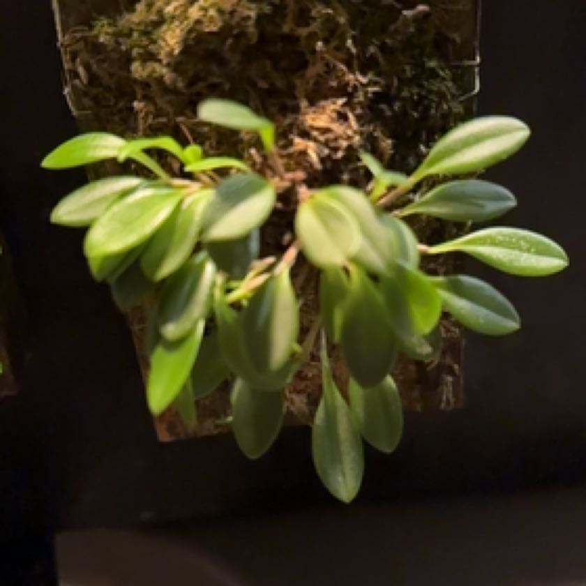 Plant care for Stelis aciculifolia on Greg, the plant care app