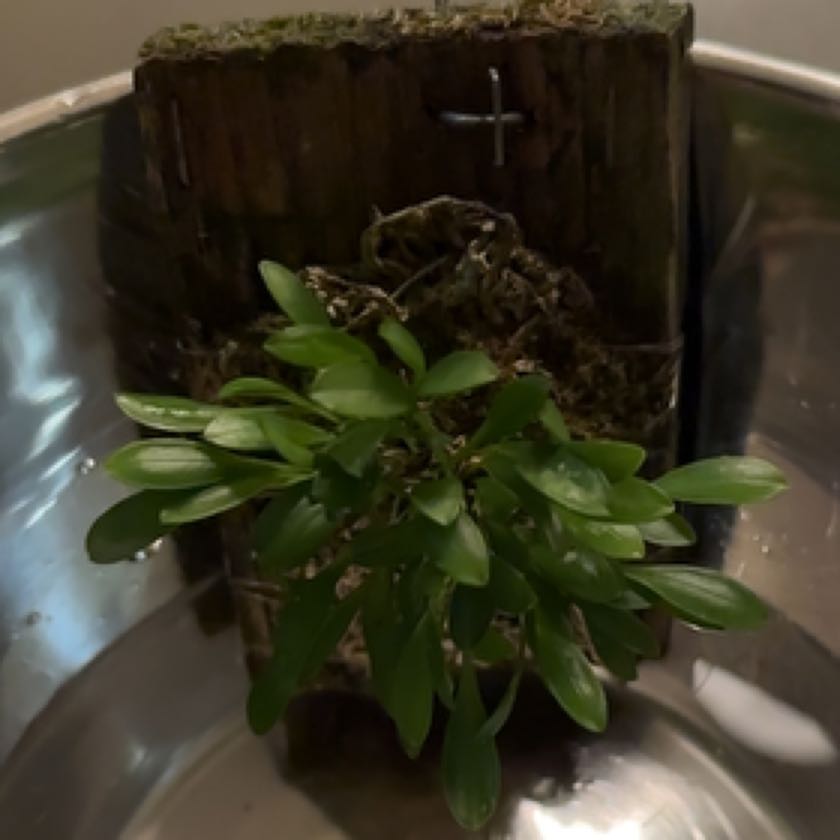 Photo of the plant species Mini Bonnet Orchid by @WhollyLightwood named Naomi on Greg, the plant care app