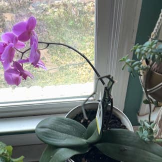 Phalaenopsis Orchid plant in Childersburg, Alabama