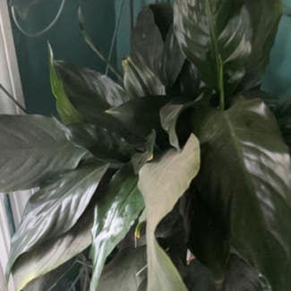 Peace Lily plant in Childersburg, Alabama