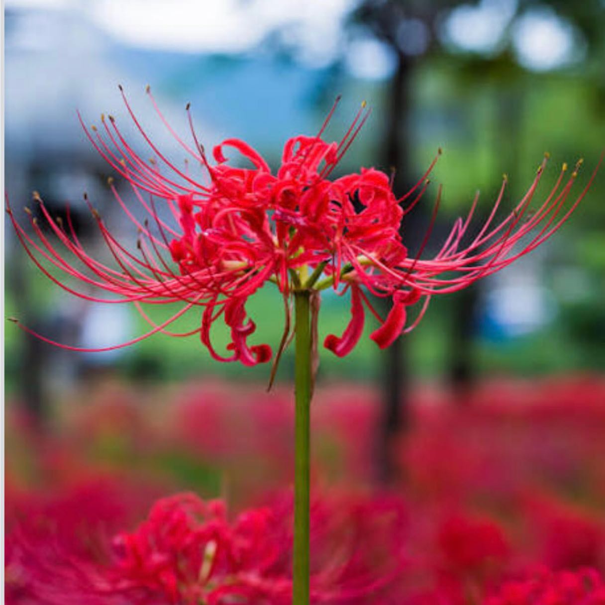 A vibrant Red Spider Lily in full bloom with a blurred background.