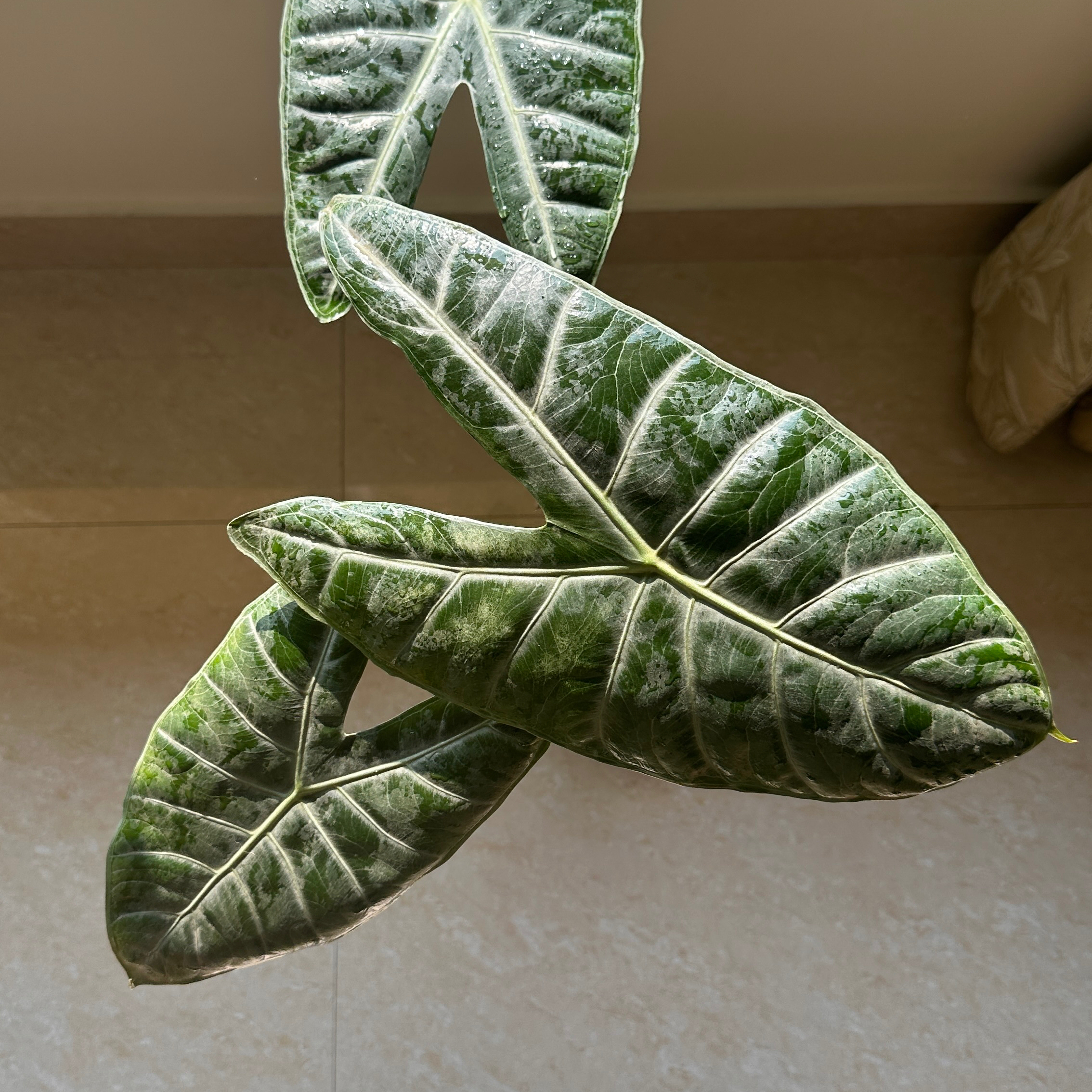 Alocasia longiloba plant with large, dark green leaves and prominent white veins.