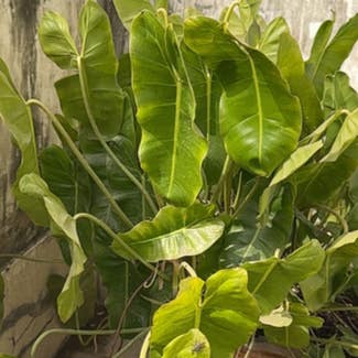 Philodendron Burle Marx plant in Patna, Bihar