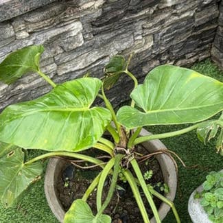 Elephant Ear Philodendron plant in Patna, Bihar