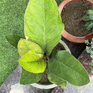 Lovely Green plant in Patna, Bihar