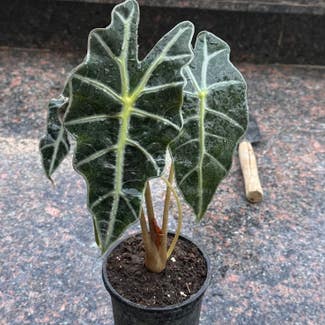 Alocasia Polly Plant plant in Patna, Bihar