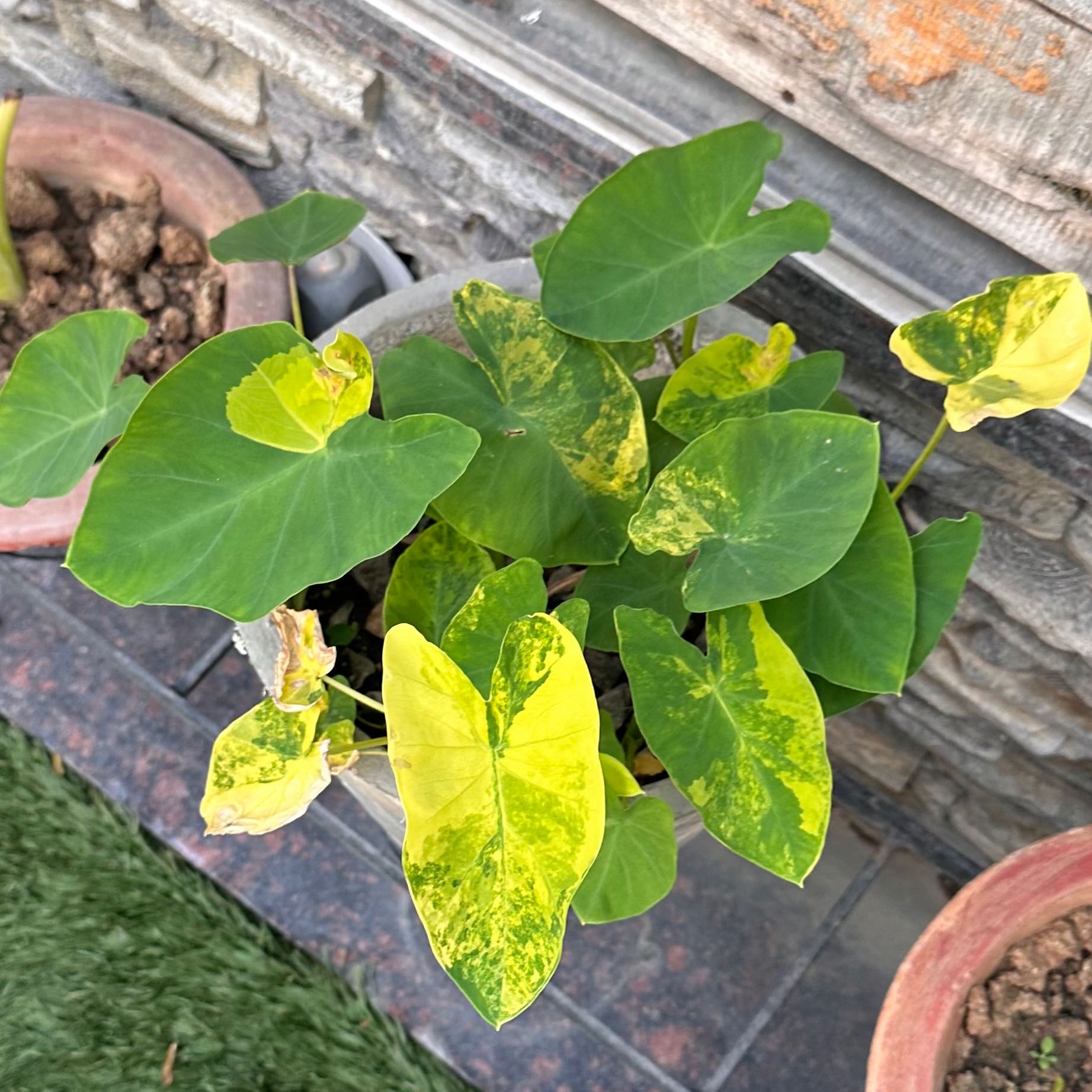 Photo of the plant species Yellow Splash Elephant Ear by @Plantoholic named Yellow Splash on Greg, the plant care app