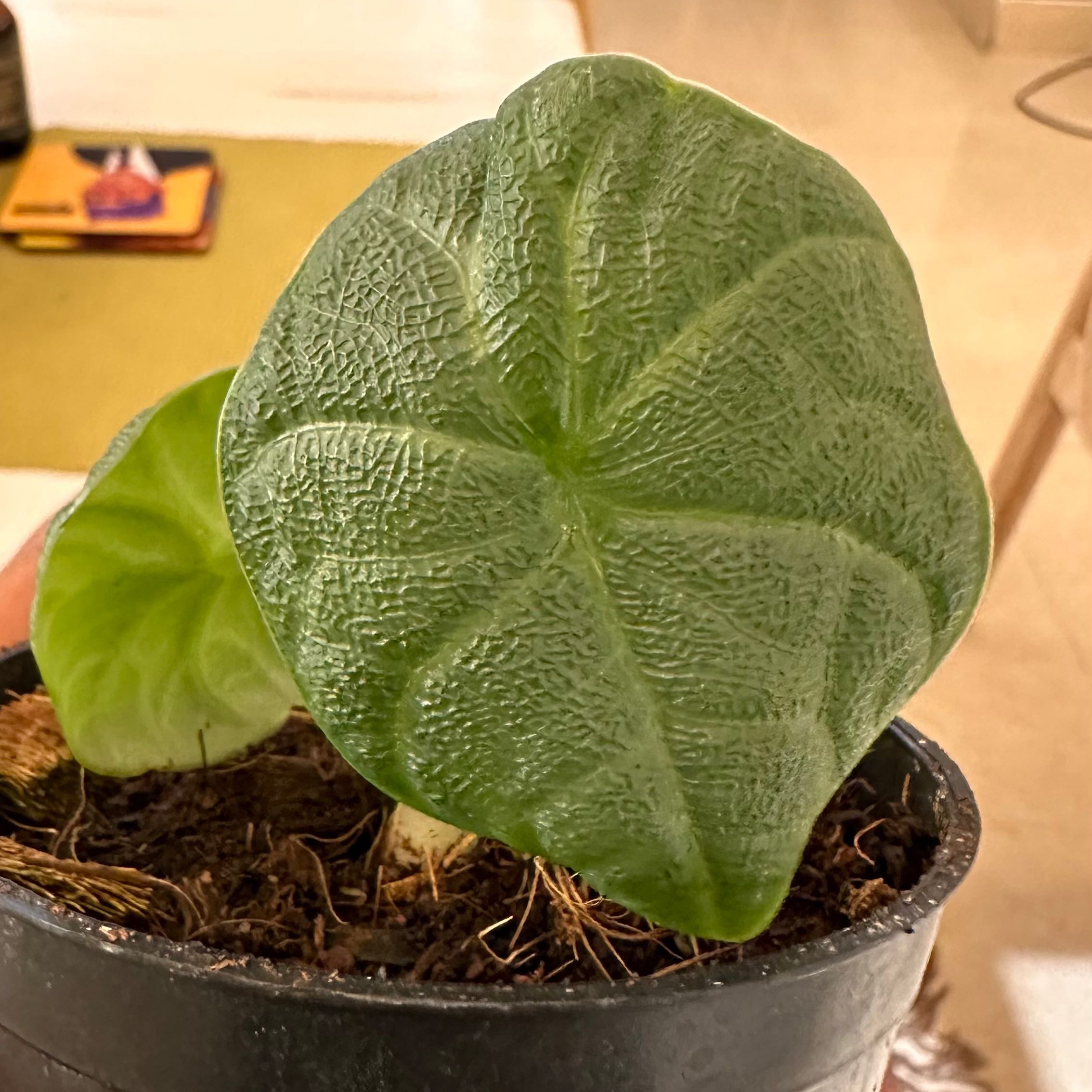 Potted Alocasia 'Rugosa' with textured green leaves, visible soil.