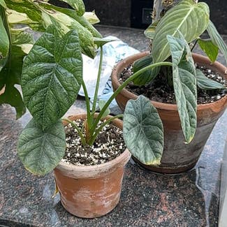 Alocasia 'Dragon Scale' plant in Patna, Bihar