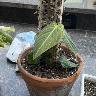 Philodendron 'Glorius' plant in Patna, Bihar