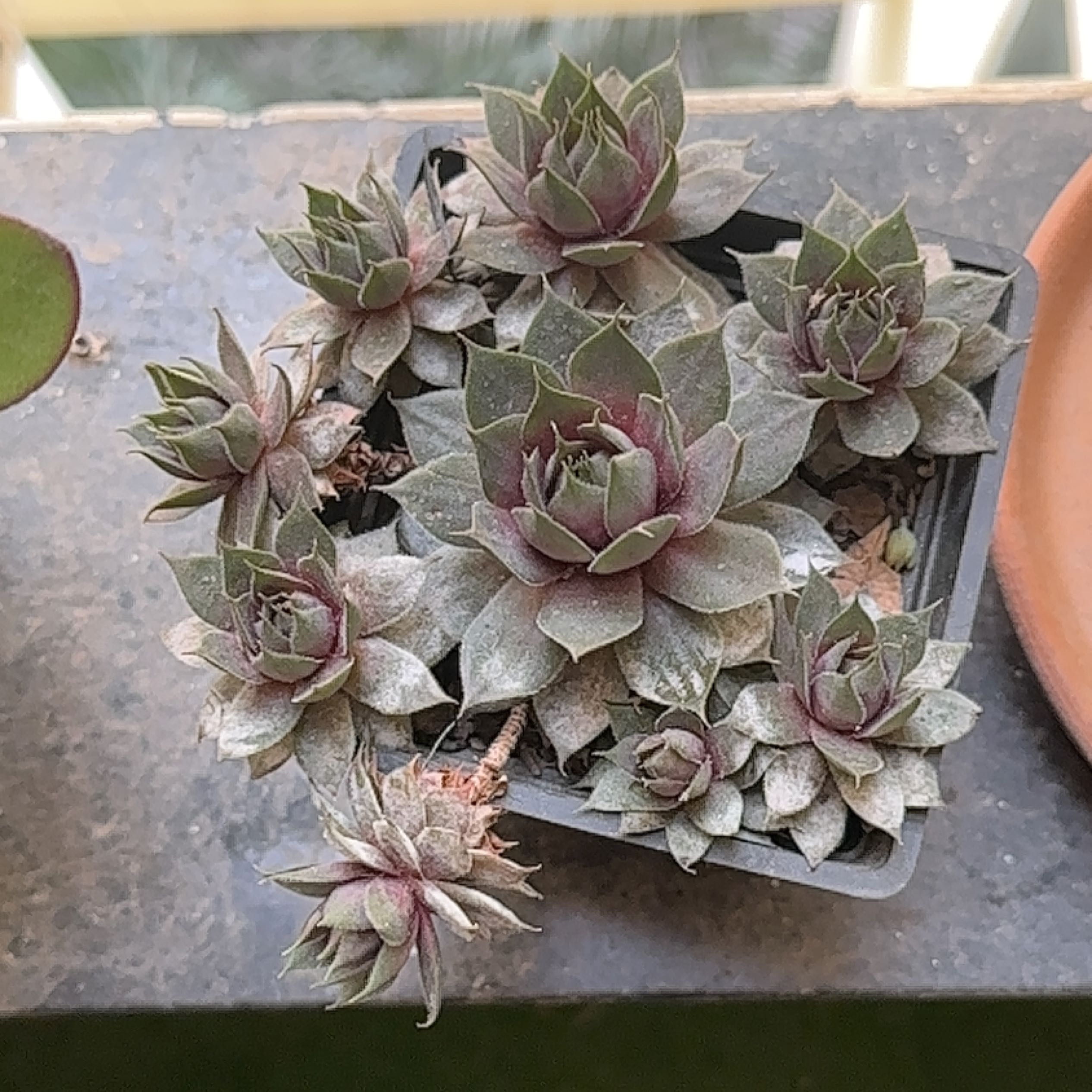 Photo of the plant species 'Kalinda' Hen and chicks by @Plantoholic named Darwin on Greg, the plant care app