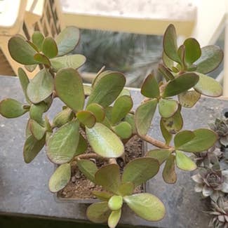 Crassula Platyphylla plant in Patna, Bihar