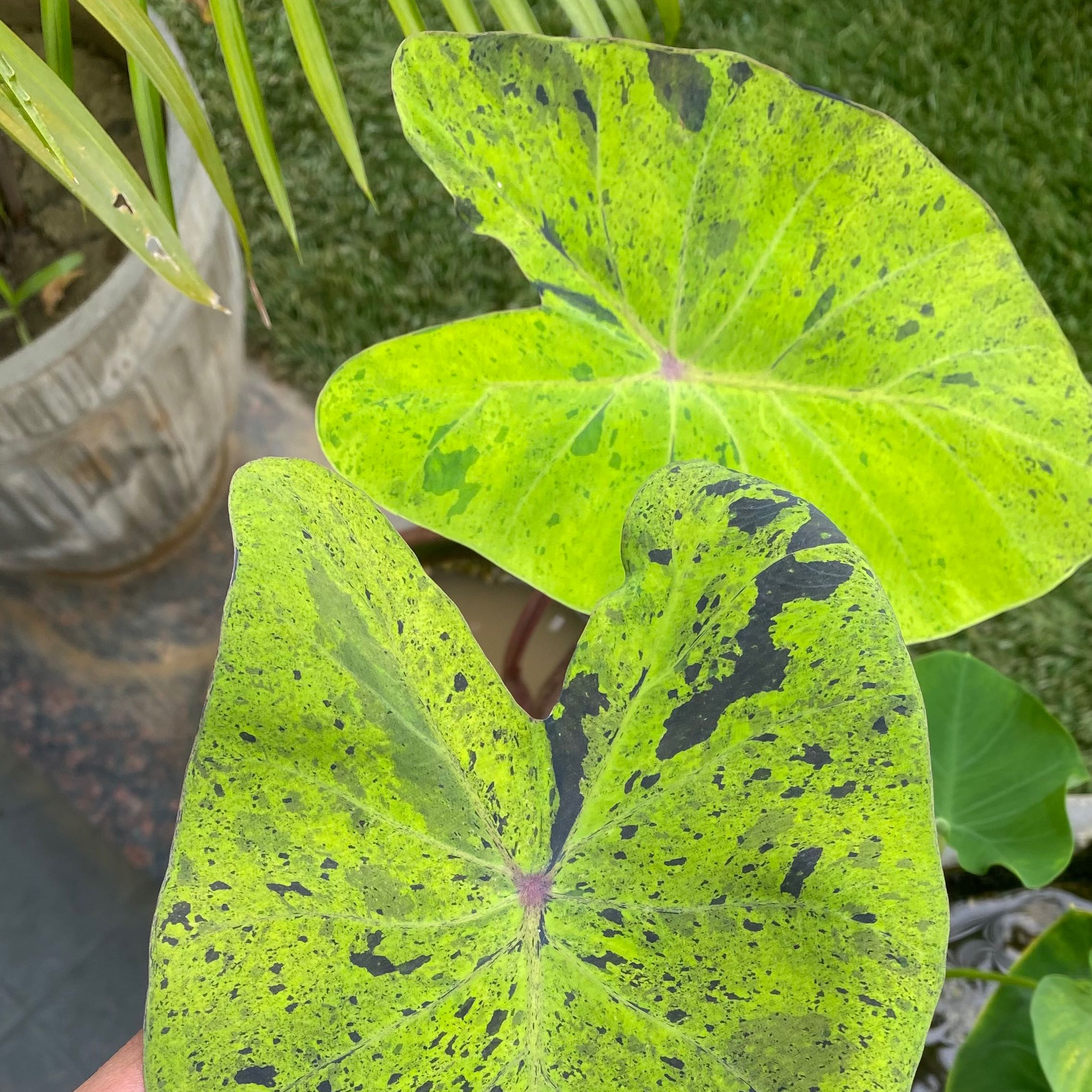 Taro 'Mojito' plant with large, variegated green and black speckled leaves.