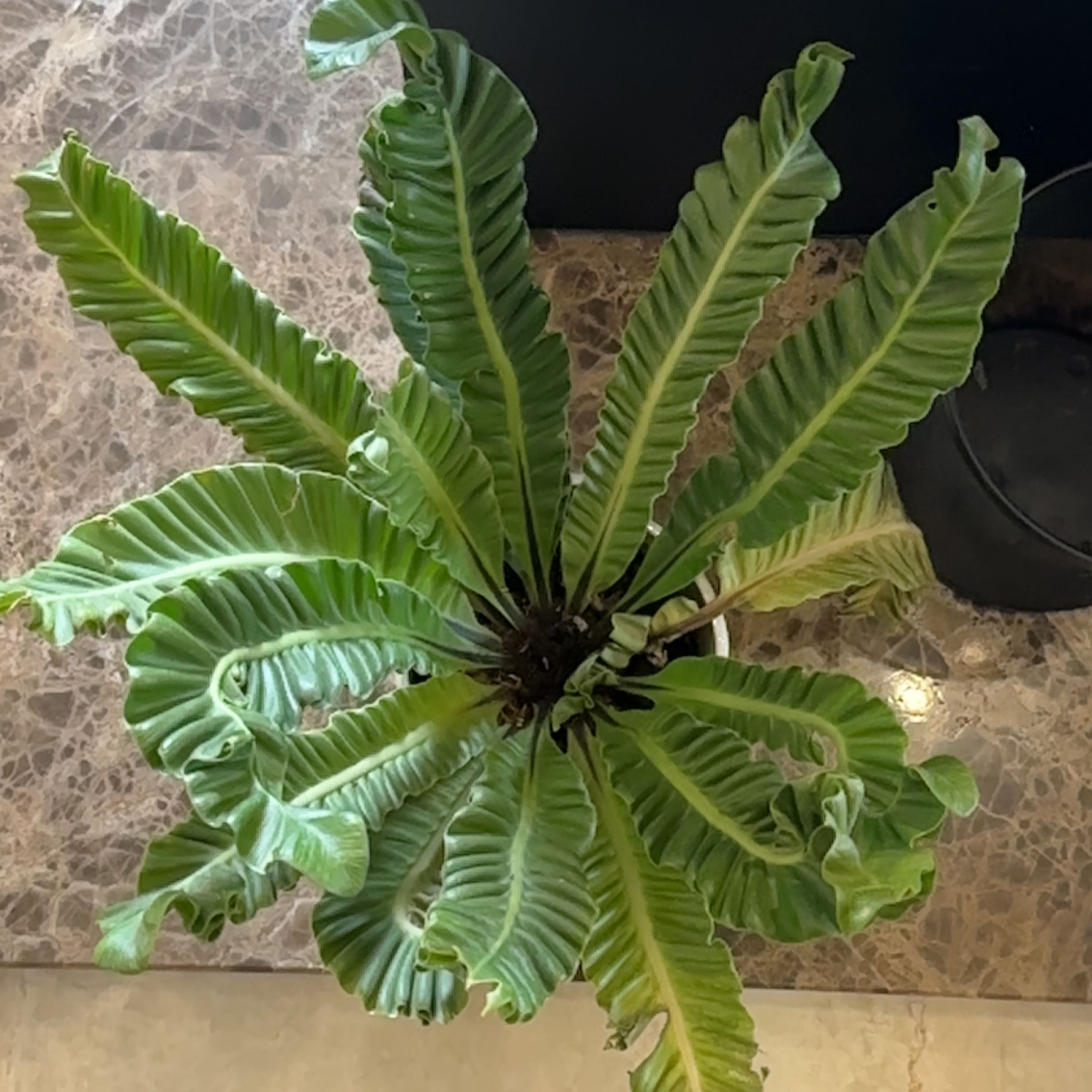 Photo of the plant species Cobra Fern by @Plantoholic named Aria on Greg, the plant care app