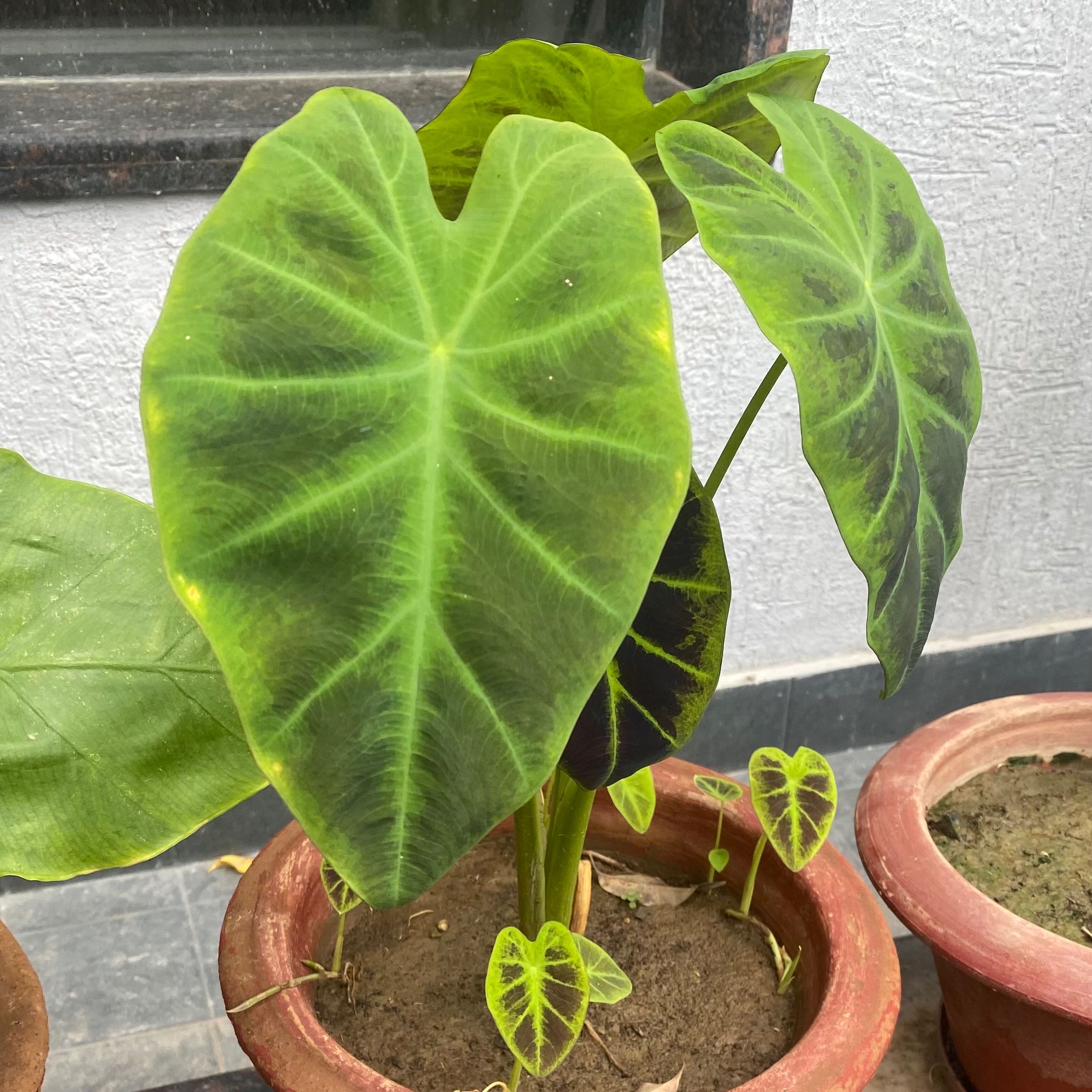 Photo of the plant species Illustris Colocasia by @Plantoholic named Sol on Greg, the plant care app
