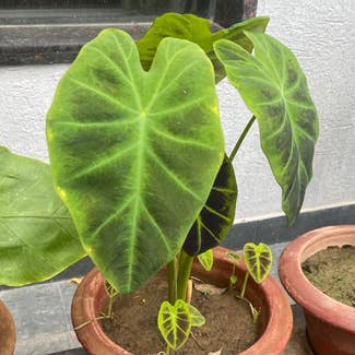 Illustris Colocasia plant in Patna, Bihar