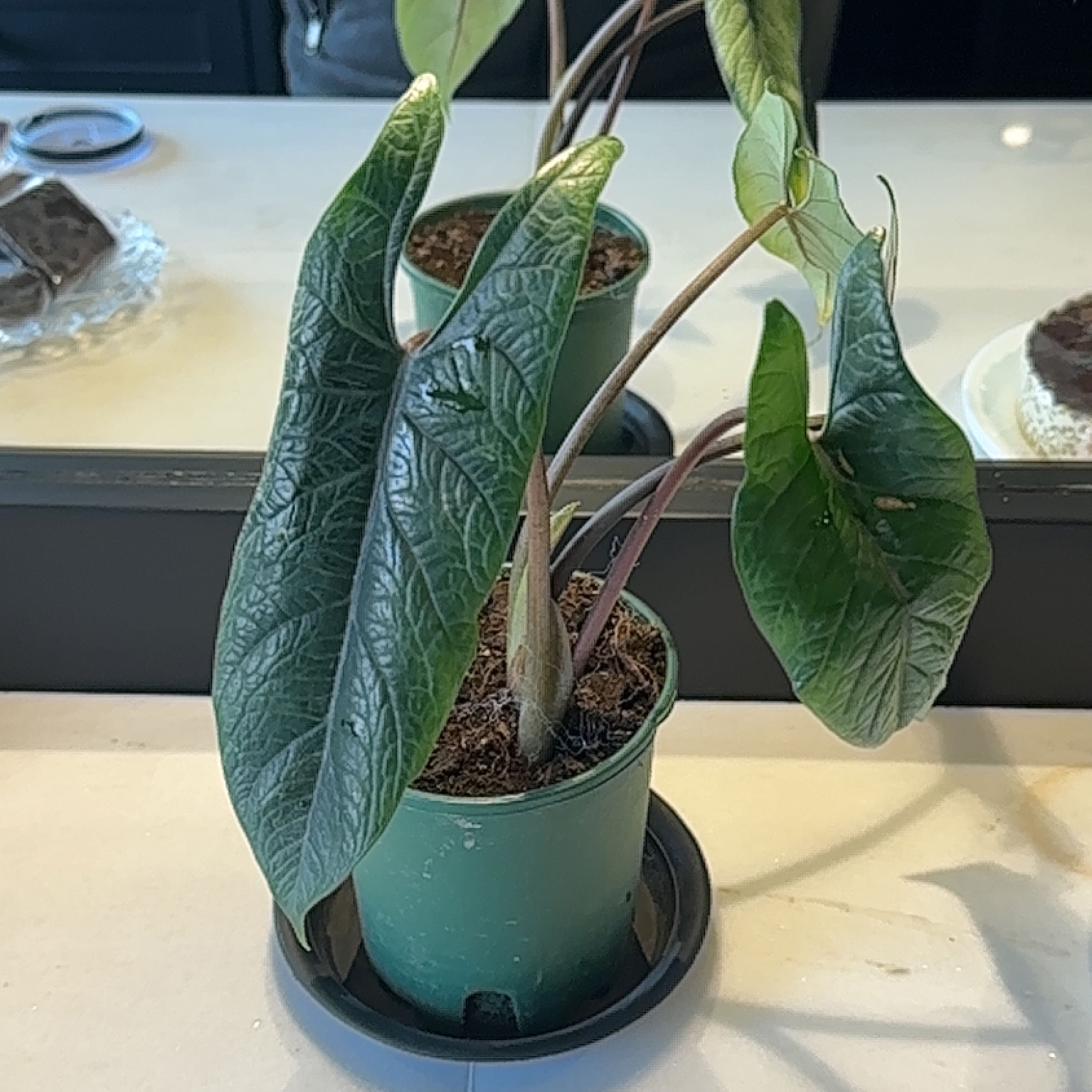 Potted Alocasia Scalprum plant with healthy green leaves and visible soil.