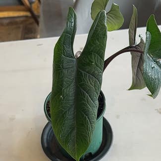 Alocasia Scalprum plant in Patna, Bihar
