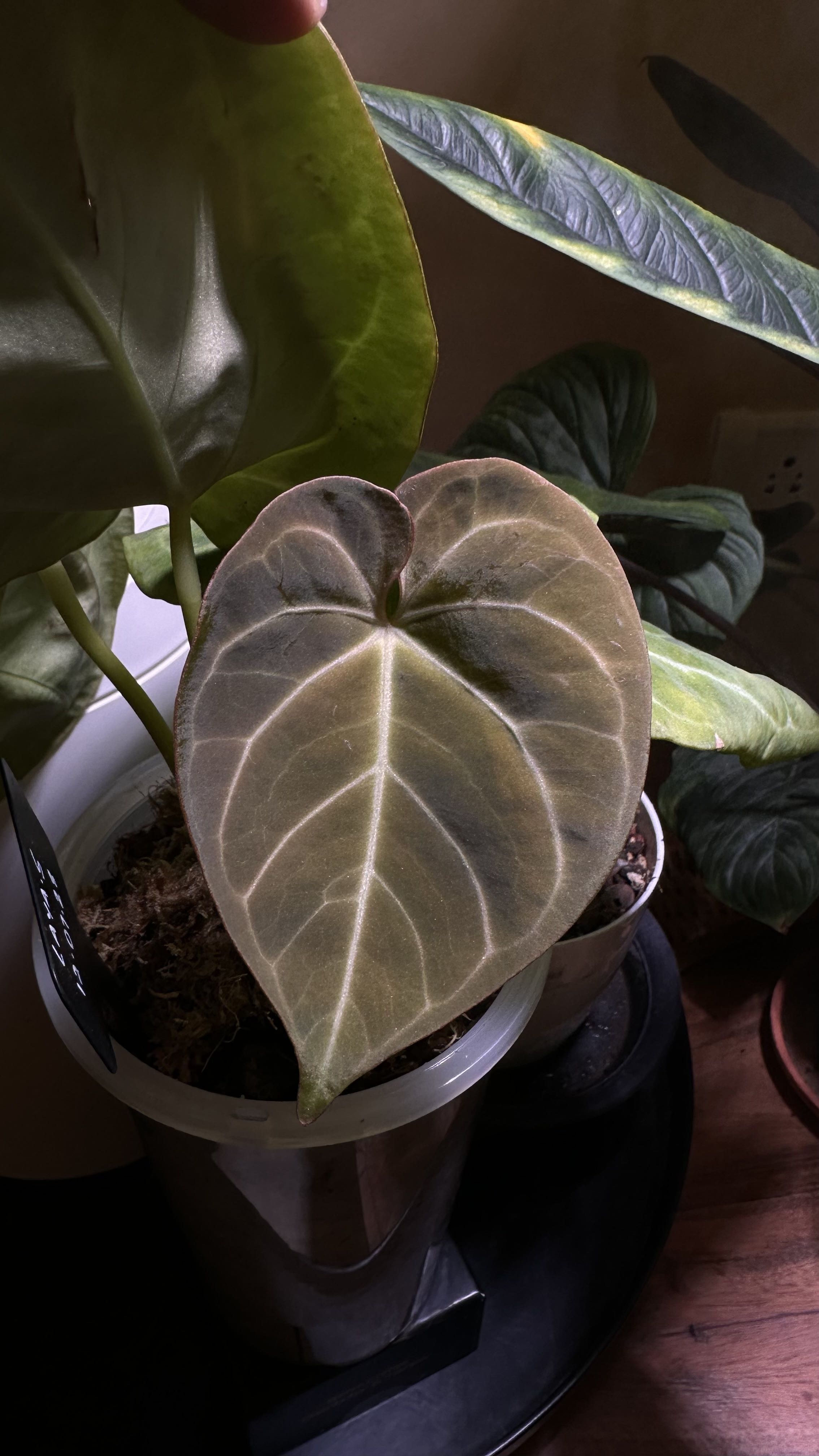 Photo from the post