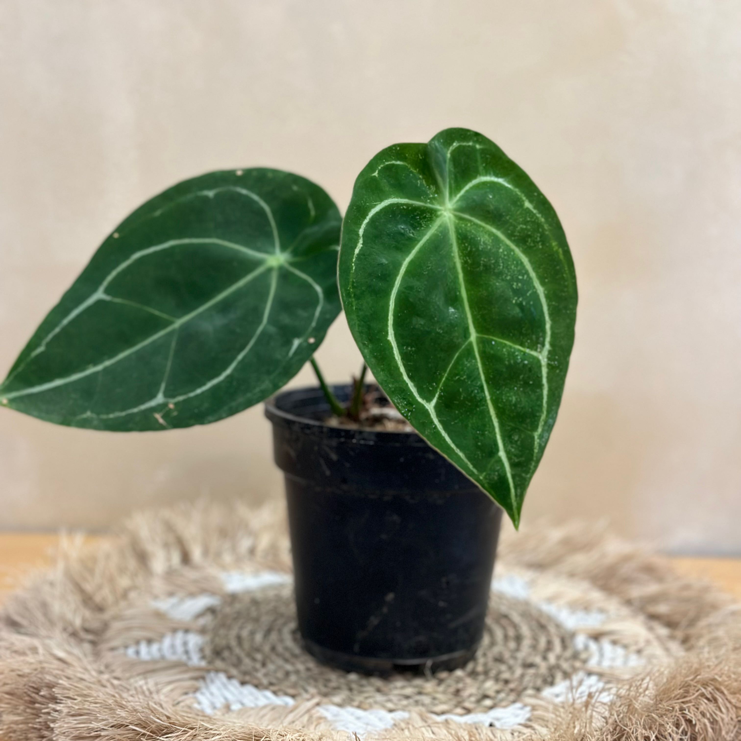 Anthurium forgetii plant with dark green leaves and white venation in a black pot on a decorative mat.