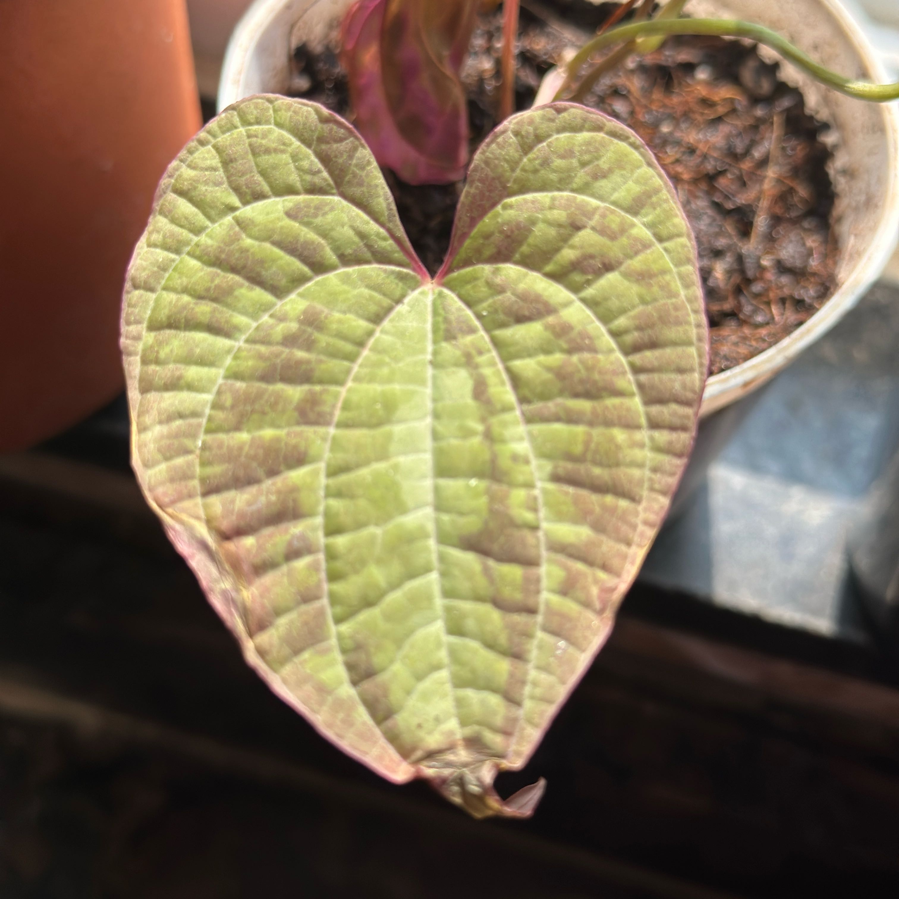 Photo of the plant species Ornamental yam by @Plantoholic named Dioscoria Discolor on Greg, the plant care app