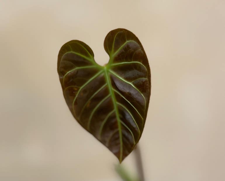 🌞 Your Anthurium regale's Light Requirements 🌞 Your Anthurium regale's Light Requirements
