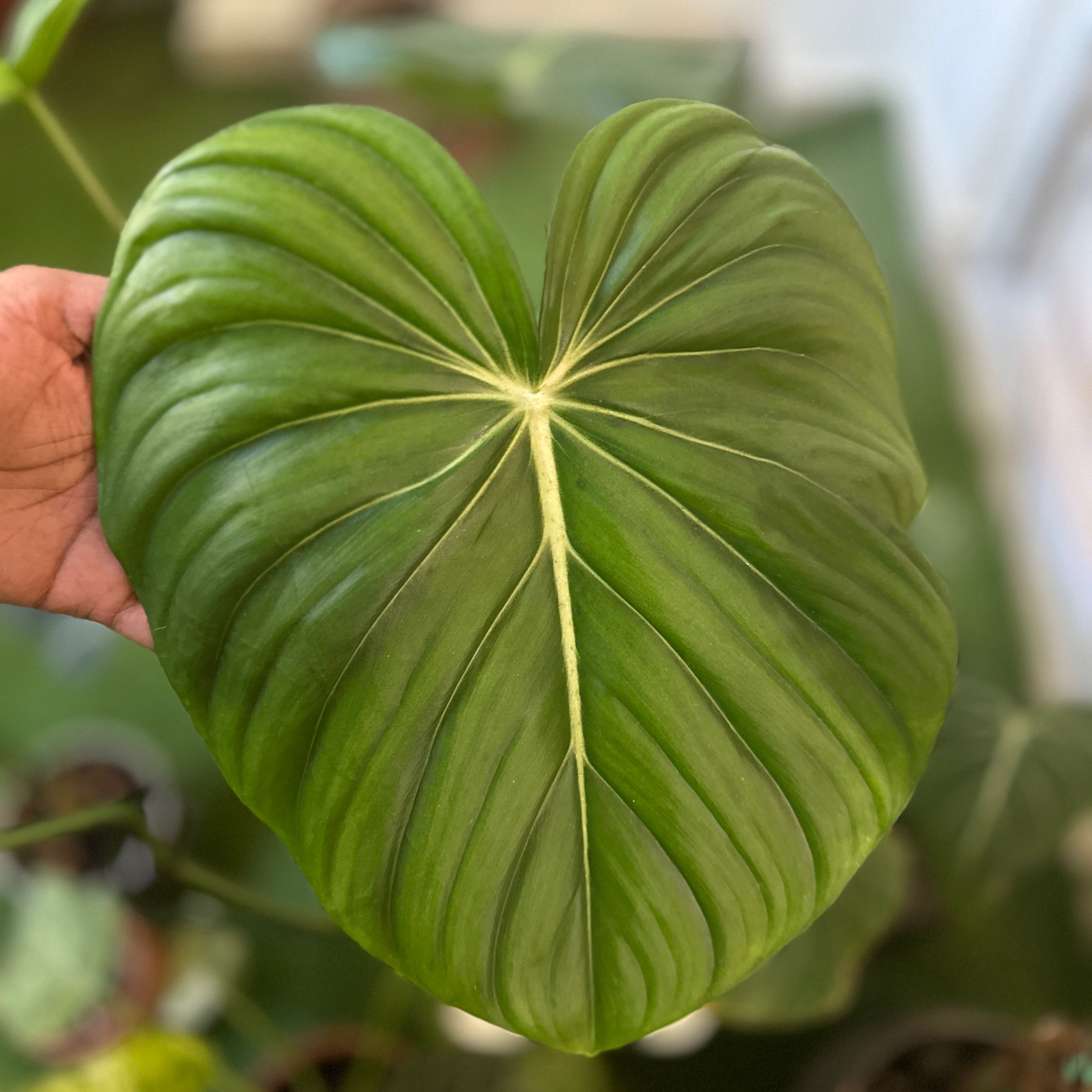 A healthy Philodendron 'McDowell' leaf held by a hand, showing its vibrant green color and texture.
