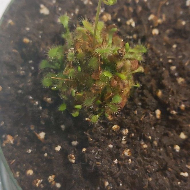 Photo of the plant species Tokaiensis Sundew by @JarOfMayo named Pax on Greg, the plant care app