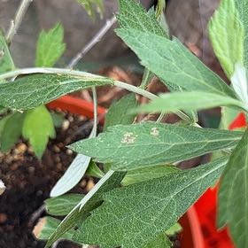 Photo of the plant species California Mugwort by @SupportiveMint named Lola on Greg, the plant care app